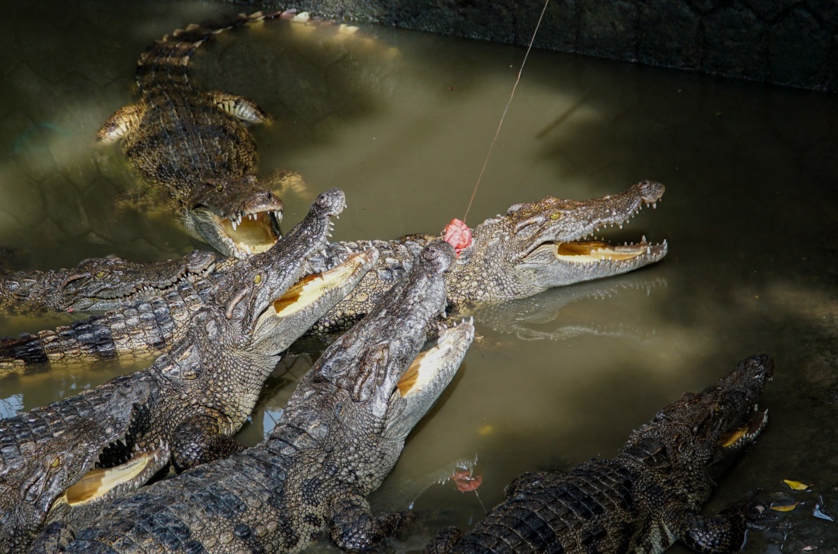 Khách du lịch trải nghiệm câu cá sấu 