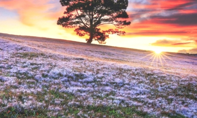 Hình ảnh đồi cỏ tuyết vào sáng sớm 