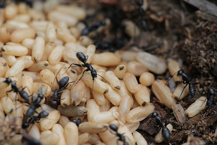 Hình ảnh về con trứng kiến 