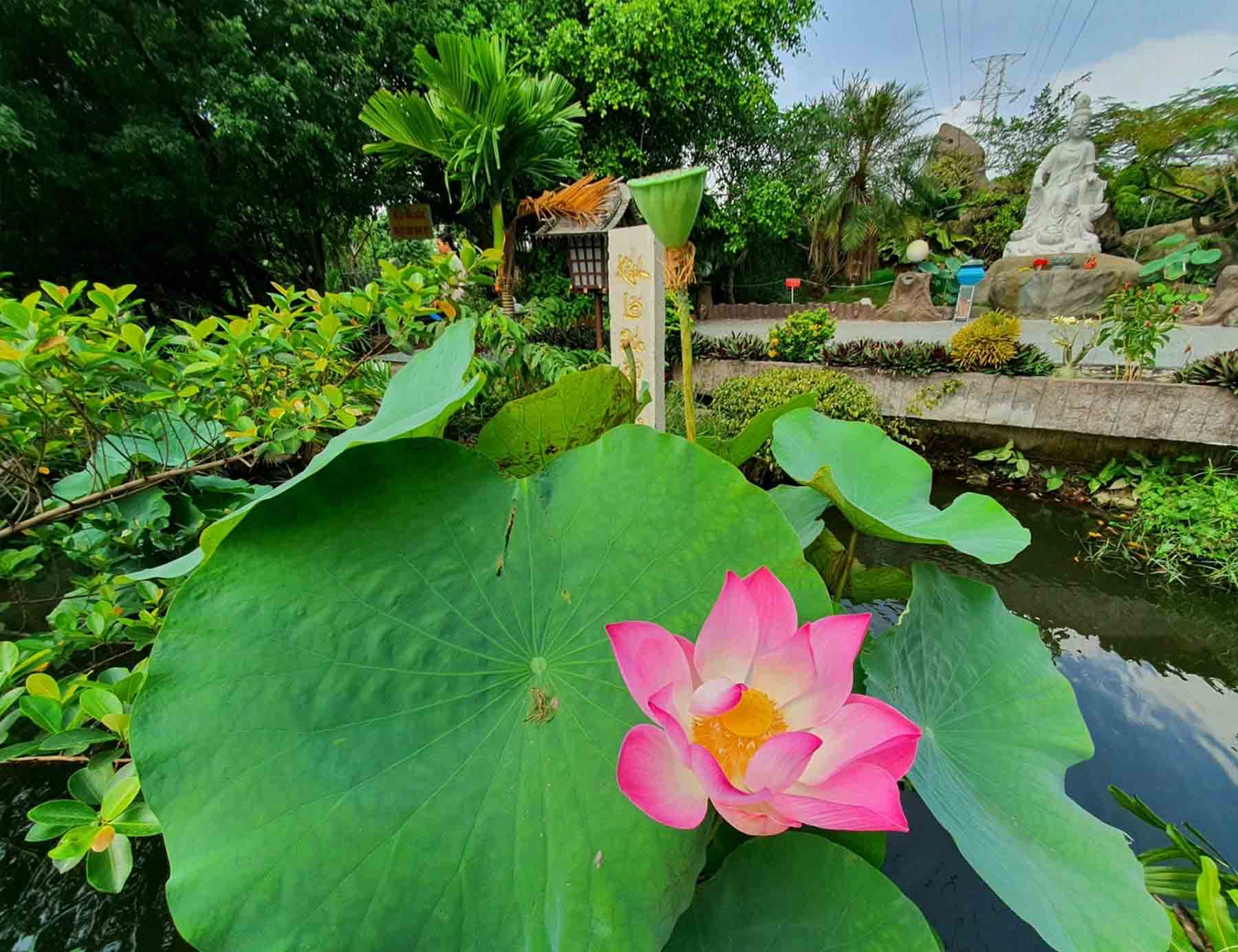 Hoa sen tại tu viện Khánh An 