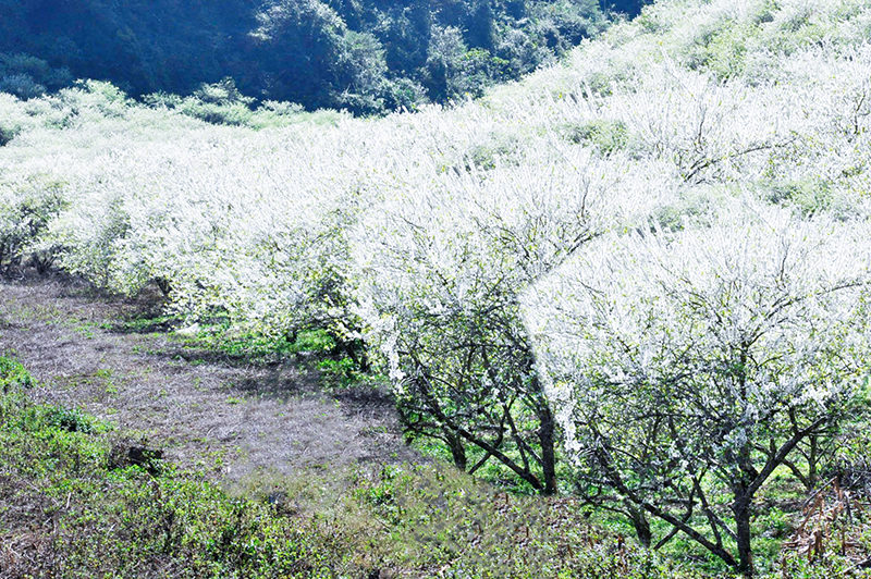 Hoa mận nở trắng xóa - địa điểm du lịch Mộc Châu