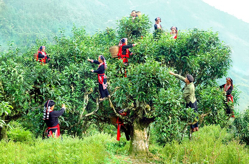 Người dân thu hoạch trà Shan tuyết cổ thụ