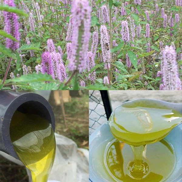  Mật ong bạc hà – Đặc sản Hà Giang giúp tăng sức đề kháng
